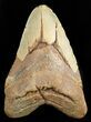 Massive, Megalodon Tooth - North Carolina #47422-1